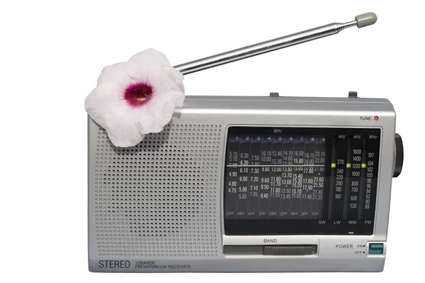 Kvetoucí rádio, izolované — Stock fotografie