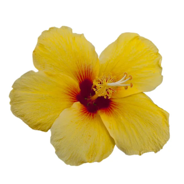 Pua Aloalo (Ibisco Giallo ) — Foto Stock