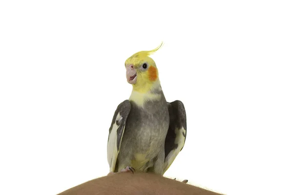 Cockatiel colorido, aislado —  Fotos de Stock