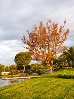 Sonbahar Rusty ağaç