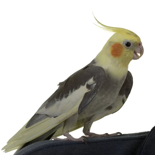 Cockatiel com Bill aberto — Fotografia de Stock