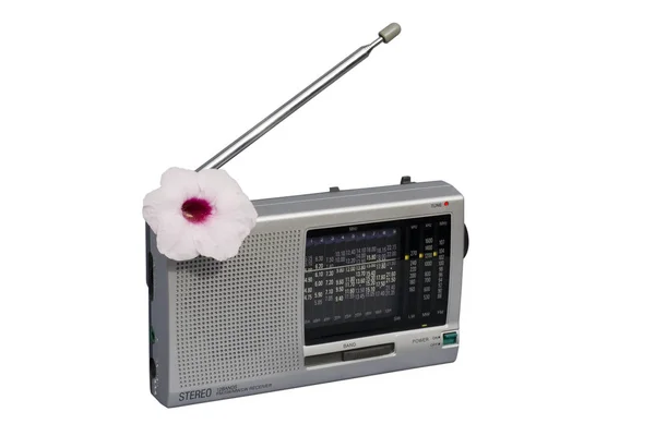 Radio Blooming, aislado — Foto de Stock