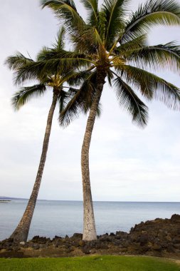 Hawaiian avuç içi ve Beach