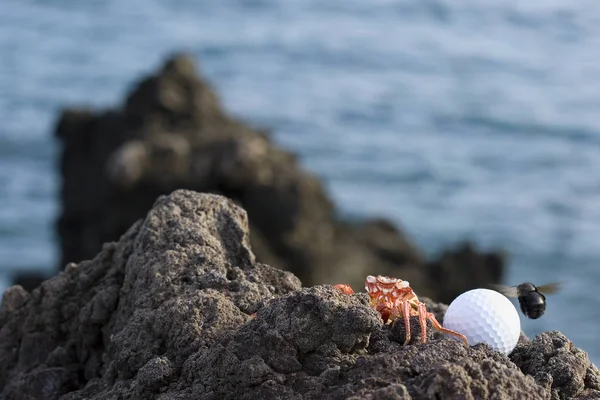 Einheimische hawaiianische Golfer — Stockfoto