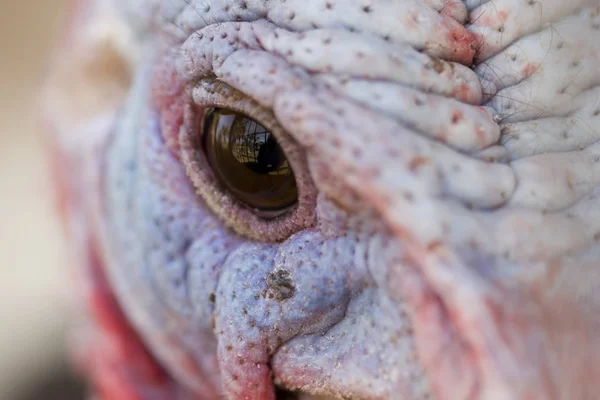 Turkey Eye Extreme Closeup