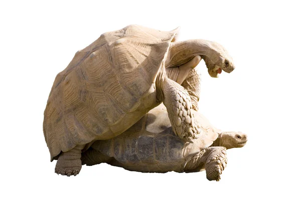 Kaplumbağa hayat ilişkisi — Stok fotoğraf