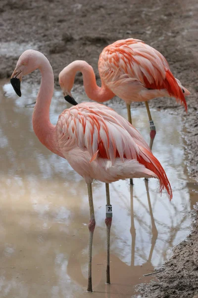 Red Flamingo — стоковое фото