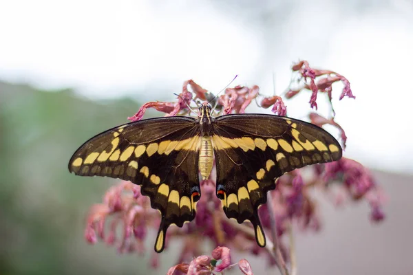 Borboleta de rabo de andorinha gigante (papilio cresphontes ) — Fotografia de Stock