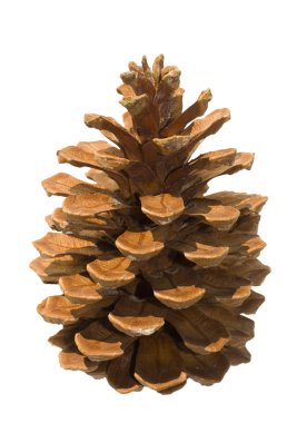 kahverengi çam kozalağı