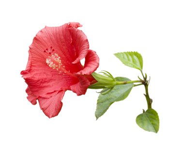 İzole tropikal Hibiscus