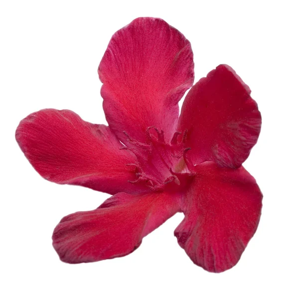 Hardy Oleander rosso — Foto Stock