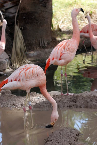 Famiglia Flamingo In Wild Life Zoo — Foto Stock