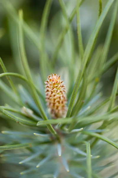 Ramo da árvore do pinheiro com cone de pinheiro do bebê — Fotografia de Stock