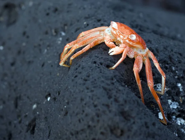 Gruselige hawaiianische Krabbe — Stockfoto