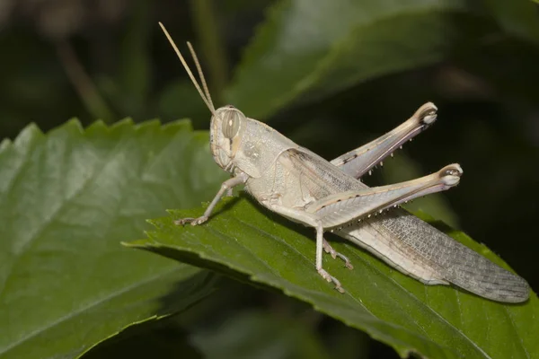 Sprinkhaan op groen blad — Stockfoto