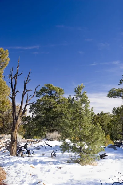 Koude winter forest — Stockfoto