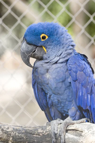 Jácint kék szárnyú papagáj kalitka — Stock Fotó