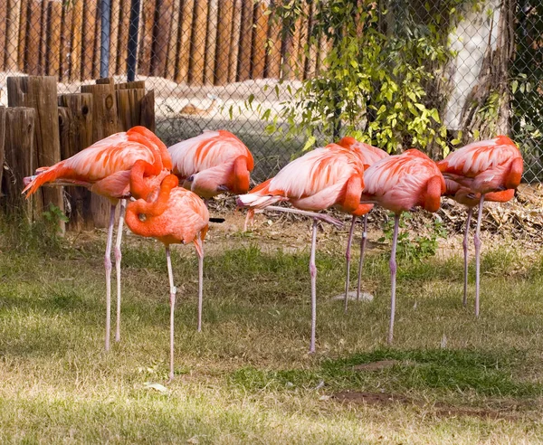 Stormo di fenicottero rosso — Foto Stock