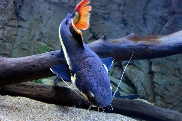 Redtail yayın balığı, portre