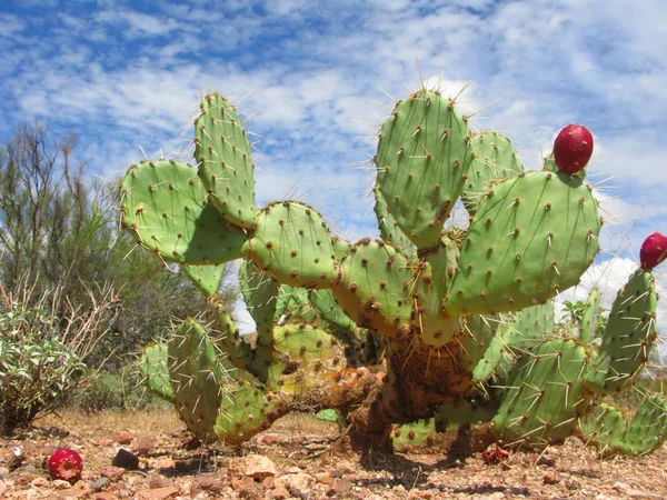 Cactus arizonien à poire épineuse — Photo