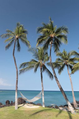 Hawaiian Kona Island Paradise