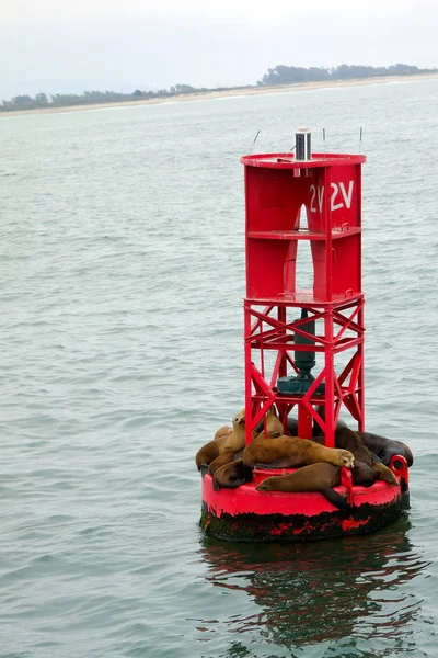 California Sea Lions — Stock Photo, Image