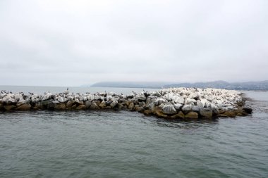 California kahverengi Pelikan Breakewater,