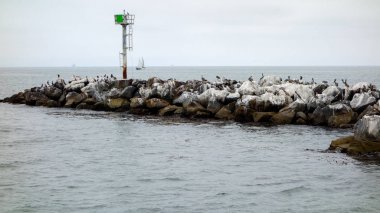 California kahverengi Pelikan Breakewater,