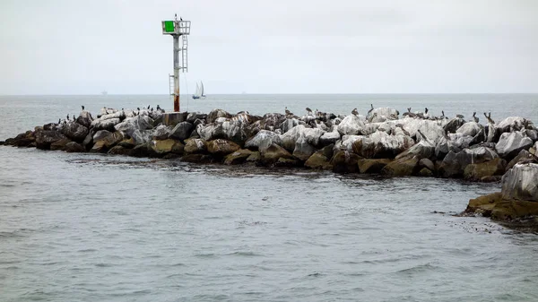 California kahverengi Pelikan Breakewater,