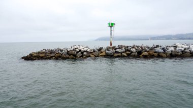 California kahverengi Pelikan Breakewater,