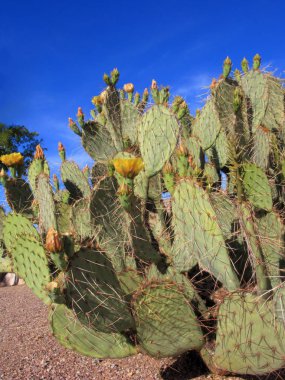 Arizona firavuninciri kaktüs