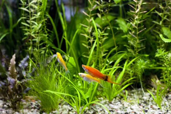 Cremecicle Lyretail Molly ve kırmızı Wag Swordtail