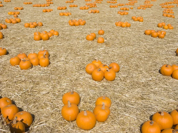Colheita de abóbora laranja — Fotografia de Stock