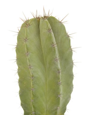Kaktüs Polaskia Chichipe