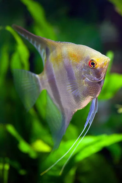 Silver Black and Gold Colored Angelfish — стоковое фото