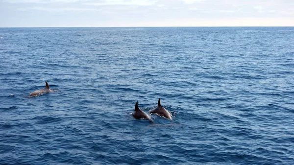 Delfines en mar abierto — Foto de Stock