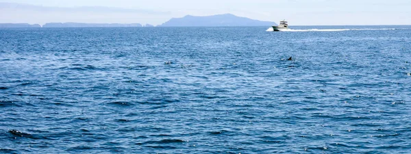 Channel Islands, Güney Kaliforniya