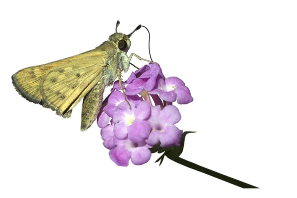 Traça do jardim na flor — Fotografia de Stock