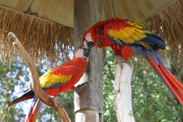 Hyacinthe Red Wing Macaws Communication — Photo