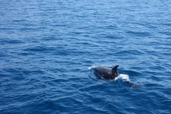 Delfín en mar abierto — Foto de Stock