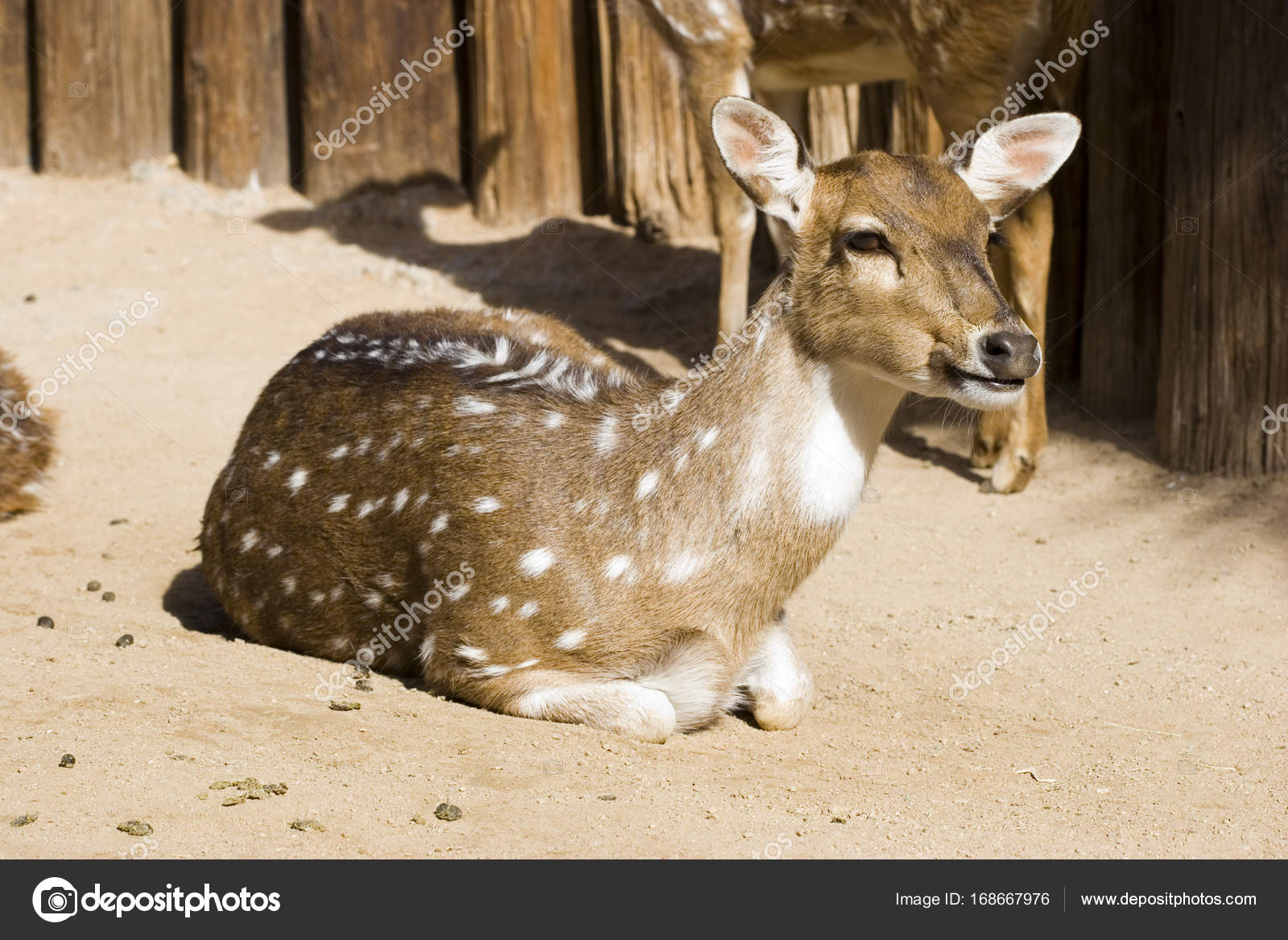 Spotted Antelope, closeup — Stock Photo © Foto.Toch #168667976