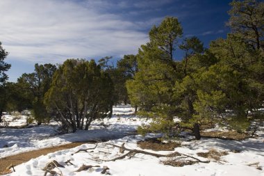 Karlı kış ormanı