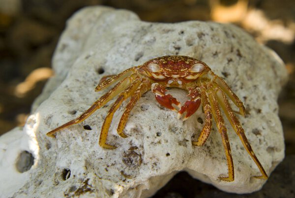 Жуткий гавайский краб
