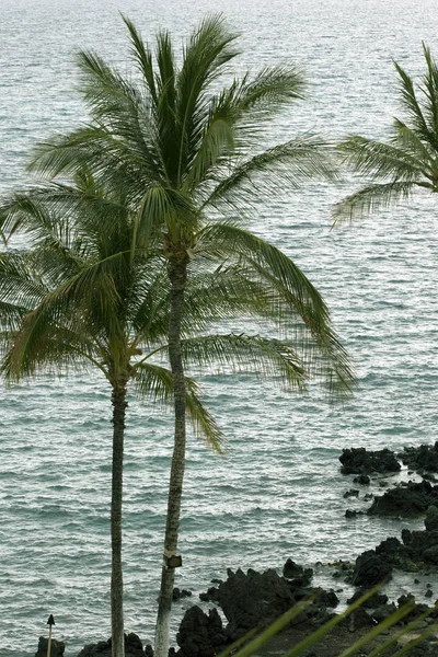 Palmen über dem Meer — Stockfoto