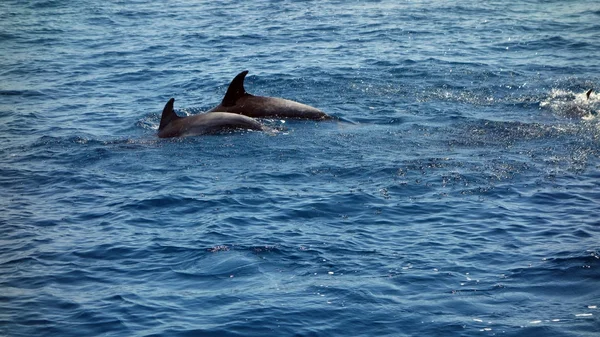 Дельфины в открытом море — стоковое фото