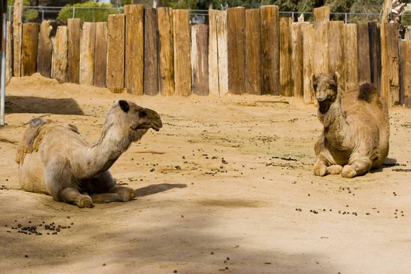 Dromedary верблюда сім'ї — стокове фото