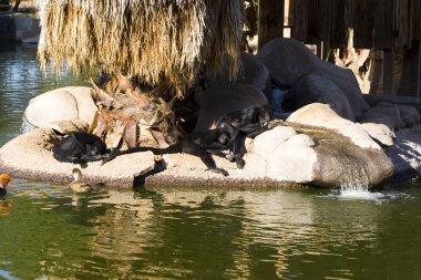 Kestiriyor maymunlar