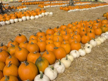 Turuncu ve beyaz kabak