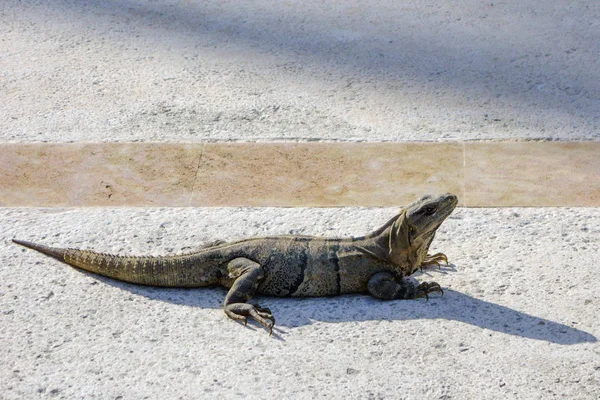 Iguana mexicana no Crosswalk — Fotografia de Stock