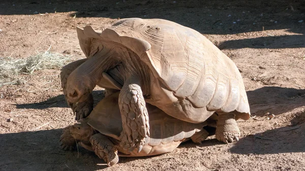 Momento de apareamiento de tortugas — Foto de Stock